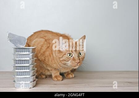 Nette rote Katze, die neben gestapelten Dosen mit nassem Katzenfutter sitzt und neugierig wegschaut. Stockfoto