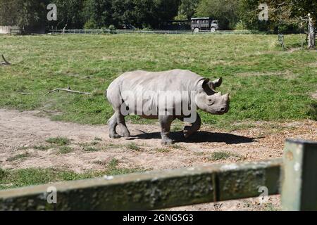 Nashorn aus dem Osten im Port Lympne Animal Reserve, Kent, Großbritannien Stockfoto