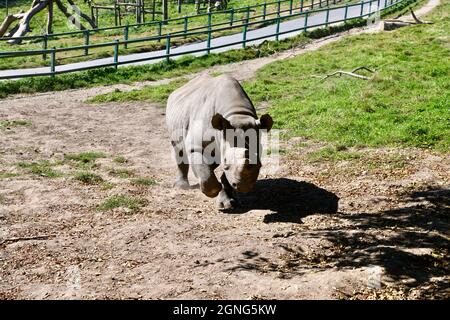 Nashorn aus dem Osten im Port Lympne Animal Reserve, Kent, Großbritannien Stockfoto