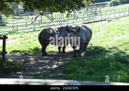 Nashorn aus dem Osten im Port Lympne Animal Reserve, Kent, Großbritannien Stockfoto