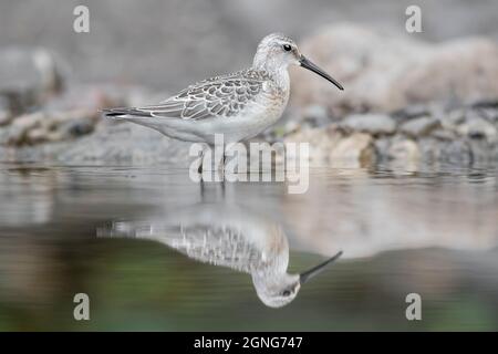 Am Spiegel, Kunstporträt des Curlew-Sandpiper (Calidris ferruginea) Stockfoto