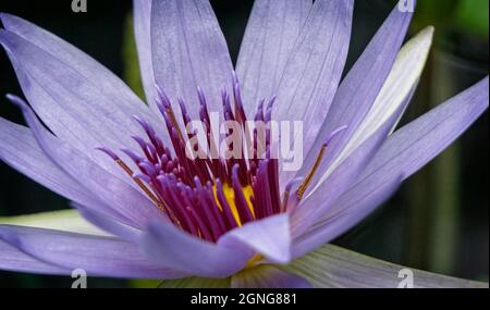 Auftauchende Vegetation Calgary Zoo Alberta Stockfoto