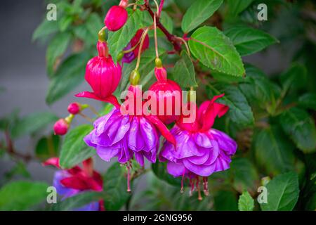 Fuchsia-Blumen, die an den Zweigen der purpurroten Fliederblumen im Stadtpark hängen. Stockfoto