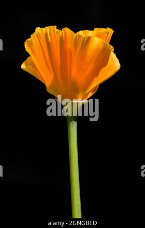 Single California Poppy Flower, Eschschscholzia Californica, Backlit und isoliert vor Schwarzem Hintergrund Großbritannien Stockfoto