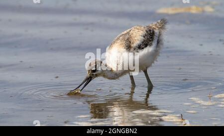 Avocet Chick, Recurvirostra avosetta, mit Einer Garnele im Schnabel, die sich in den Untiefen ernährt, Großbritannien Stockfoto