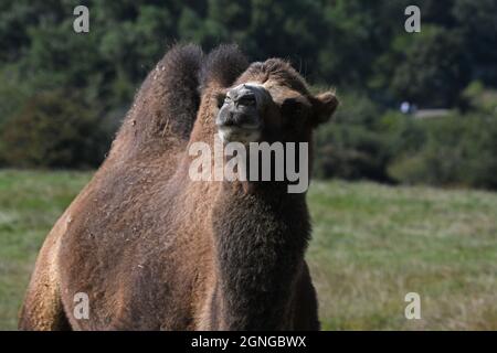 Kamele im Port Lympne Animal Reserve, Kent, Großbritannien Stockfoto