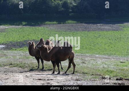 Kamele im Port Lympne Animal Reserve, Kent, Großbritannien Stockfoto