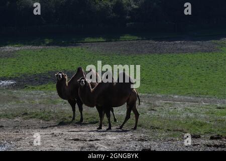 Kamele im Port Lympne Animal Reserve, Kent, Großbritannien Stockfoto