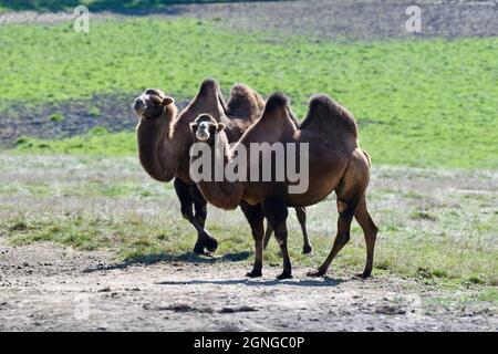 Kamele im Port Lympne Animal Reserve, Kent, Großbritannien Stockfoto