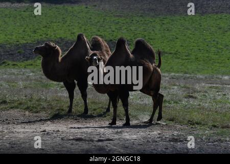 Kamele im Port Lympne Animal Reserve, Kent, Großbritannien Stockfoto