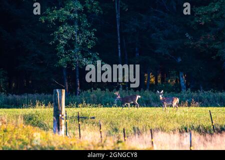 Weißschwanzhirsch (odocoileus virginianus) Bock und Rehe in einem Feld, horizontal Stockfoto