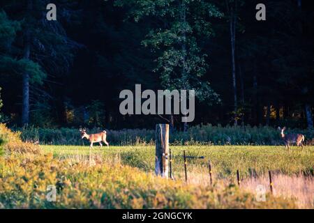 Weißschwanzhirsche (odocoileus virginianus) Buck und Rehe, die in einem Feld, horizontal, wandern Stockfoto