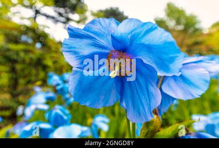 Nahaufnahme von blauem Himalaya-Mohn (Meconopsis baileyi oder Meconopsis betonicifolia) im Blumenbeet von Mohn Stockfoto