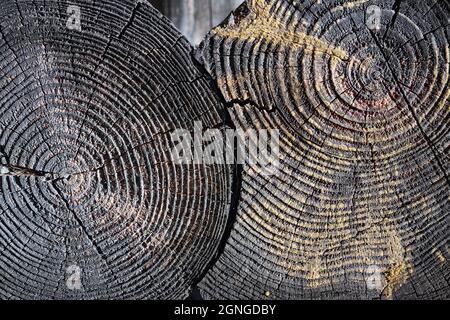 Verkohltes, altes Holz gebranntes Baumstumpf-Stück. Selektiver Fokus verbrannten harzigen Holz glühende Textur der rauen Oberfläche gefällten Baum mit jährlichen verwittert Stockfoto