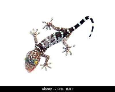 Ein grauer Toki Gecko (Gekko Gecko) auf weißem Hintergrund isoliert Stockfoto