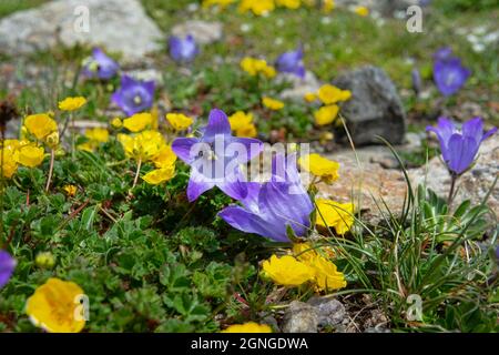 In den Wiesengemeinschaften dominieren alpines Zimtöl (Potentilla crantzii) und Centaury (Gentiana dshimilensis). Obere Grenze der Almwiese, kiesige se Stockfoto