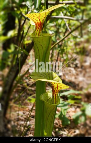 Grüne, rot geaderte Krug von Sarracenia flava var. flava, der gelben Krug-Pflanze, South Carolina, USA Stockfoto