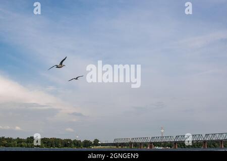 Am Abend fliegen zwei Möwen gegen den blauen Himmel. Seevögel schweben anmutig in der Luft über dem Reservoir. Stockfoto