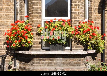 Leuchtend rote Geranien in Fensterboxen auf einem Grundstück im Süden Londons, England, Großbritannien Stockfoto