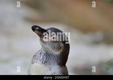 Wien, Österreich. Tiergarten Schönbrunn in Wien. Humboldt-Pinguin (Spheniscus humboldti) Stockfoto