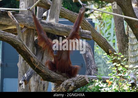Wien, Österreich. Tiergarten Schönbrunn in Wien. Orang-Utan (Pongo pygmaeus) Stockfoto