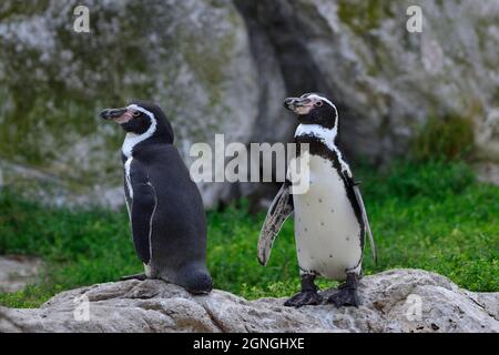 Wien, Österreich. Tiergarten Schönbrunn in Wien. Humboldt-Pinguin (Spheniscus humboldti) Stockfoto