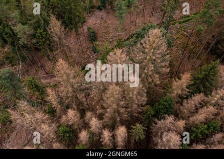 Vogelperspektive auf tote Bäume im deutschen Wald Stockfoto