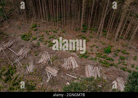 Waldschäden und klare Abtrennung eines weitgehend toten Waldes im Herzen Europas Stockfoto