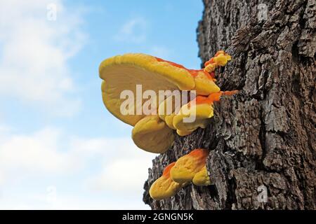 Laetiporus sulfureus (Schwefel polypore) ist eine Pflanzenart aus der Gattung der Halterung Pilz in Europa und Nordamerika gefunden. Es können parasitäre werden. Stockfoto