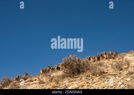 Herde weiblicher Barbury-Schafe erklimmen den Rocky Hillside im Guadalupe Mountains National Park Stockfoto