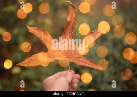 Gemütliche Herbststimmung mit der Hand, die große Herbstblätter hält, und herbstfarbenem Bokeh Stockfoto