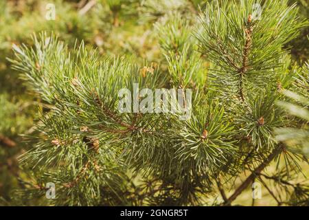 Junge Kiefernknospen im Frühling. Pinus sylvestris, pinus nigra, Bergkiefer. Pinus Baum an einem sonnigen Frühlingstag Stockfoto