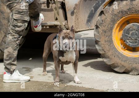 Kämpfender Hund an der Leine. Gefährliches Haustier. Ein Hund mit einem Meister. Gefährliche Bestie ohne Schnauze. Der Bullterrier beobachtet. Stockfoto