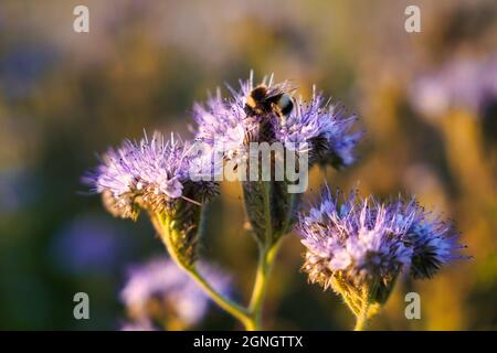 Ein Skorpionkraut (Phacelia tanacetifolia) im Abendlicht. Eine Hummel auf der Blüte. Stockfoto