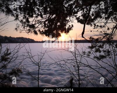 Licht-Säulen-Phänomen hinter Fichtenzweig bei Sonnenuntergang über einem gefrorenen See an einem frostigen Winterabend in Lettland Stockfoto