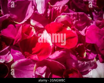 Nahaufnahme von duftenden, weichen rosa Rosenblättern Füllrahmen, in horizontalem Format Stockfoto