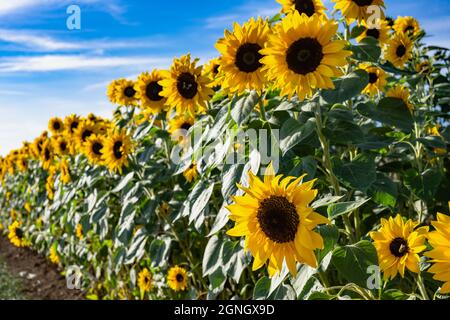Sonnenblumen im Feld gegen blauen Himmel im Spätsommer Stockfoto
