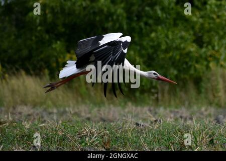 Weißstorch, der im Spätsommer über ein Feld fliegt Stockfoto