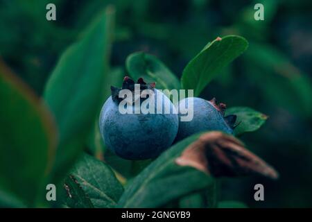 Nahaufnahme von reifen Blaubeeren auf dem Busch Stockfoto