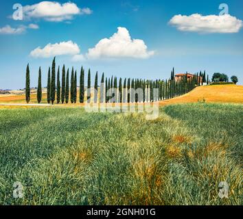 Klassischer Blick auf die Toskana mit Bauernhaus und Zypressen. Farbenfrohe Sommeransicht der italienischen Landschaft, Val d'Orcia Tal, Italien, europa. Die Schönheit von Gräfin Stockfoto