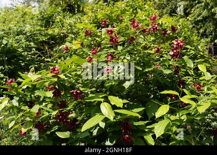 Calycanthus Floridus Aphrodite, auch bekannt als Carolina Allspice Aphrodite Stockfoto