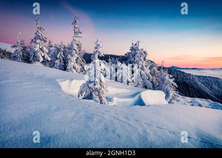 Dramatischer Winteraufgang in den karpatischen Bergen mit schneebedeckten Tannenbäumen. Fantastische Morgenlandschaft mit Bergen, die von Nebel bedeckt sind. Die Schönheit von Natu Stockfoto