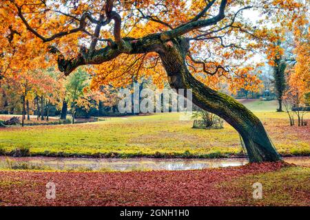 Alte Eiche im Muskau Park, UNESCO-Weltkulturerbe. Fesselnde Morgenszene auf dem Stadtplatz von Bad Muskau, Oberlausitz, Sachsen, Deutschland, E Stockfoto