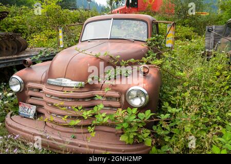 Unkraut wächst über einem antiken Lastwagen in einem Schrottplatz in Idaho, USA Stockfoto