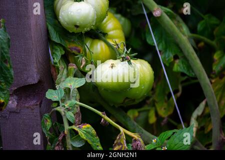 Grüne Tomaten auf dem Busch. Die Aufnahme wurde in natürlichem, weichem Licht aufgenommen Stockfoto