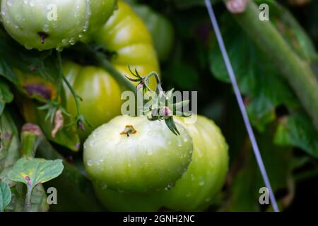 Grüne Tomaten auf dem Busch. Die Aufnahme wurde in natürlichem, weichem Licht aufgenommen Stockfoto
