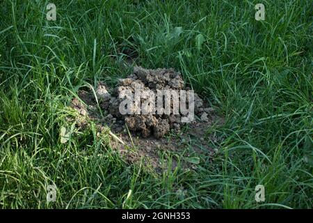 Frische Maulwurfshügel auf einer Gartenwiese. Molehills auf Rasen im Garten. Beschädigter Rasen. Stockfoto