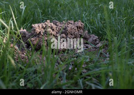 Frische Maulwurfshügel auf einer Gartenwiese. Molehills auf Rasen im Garten. Beschädigter Rasen. Stockfoto