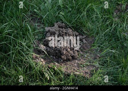 Frische Maulwurfshügel auf einer Gartenwiese. Molehills auf Rasen im Garten. Beschädigter Rasen. Stockfoto