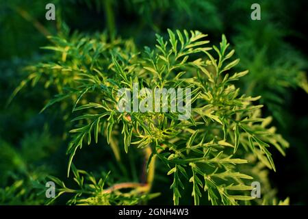 Ragweed-Büsche. Ambrosia artemisiifolia ist das stärkste Allergen. Seine Pollen verursachen während der Blüte schwere Allergien. Stockfoto